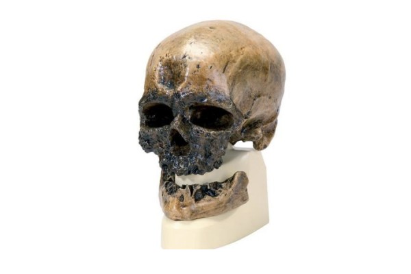 replika czaszki homo sapiens (crô-magnon) - 101295 [vp752/1] 3b scientific modele anatomiczne 2